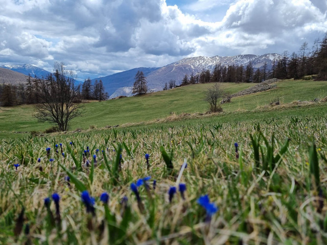 Large rolling mountain meadow in bloom, stone walls, conifers, lightly snow-capped mountains in the background