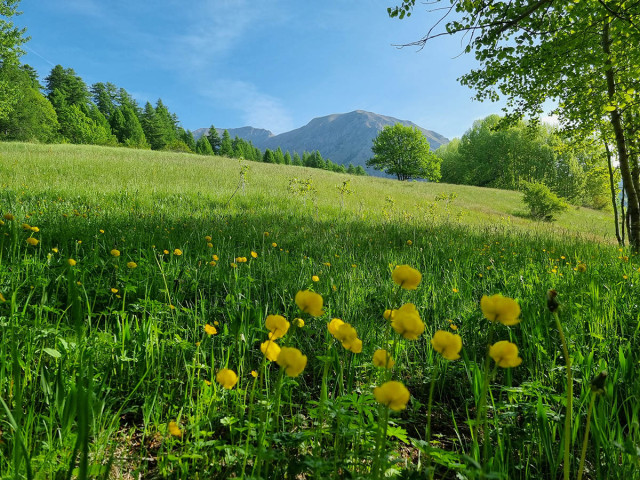 Vast mountain meadow including tall grasses and alpine globeflowers