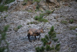 Faune