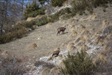 L'homme et le loup