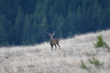 Brame du cerf_Allos