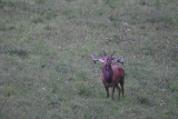 Brame du cerf_Allos