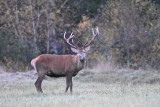 Brame du cerf_Allos