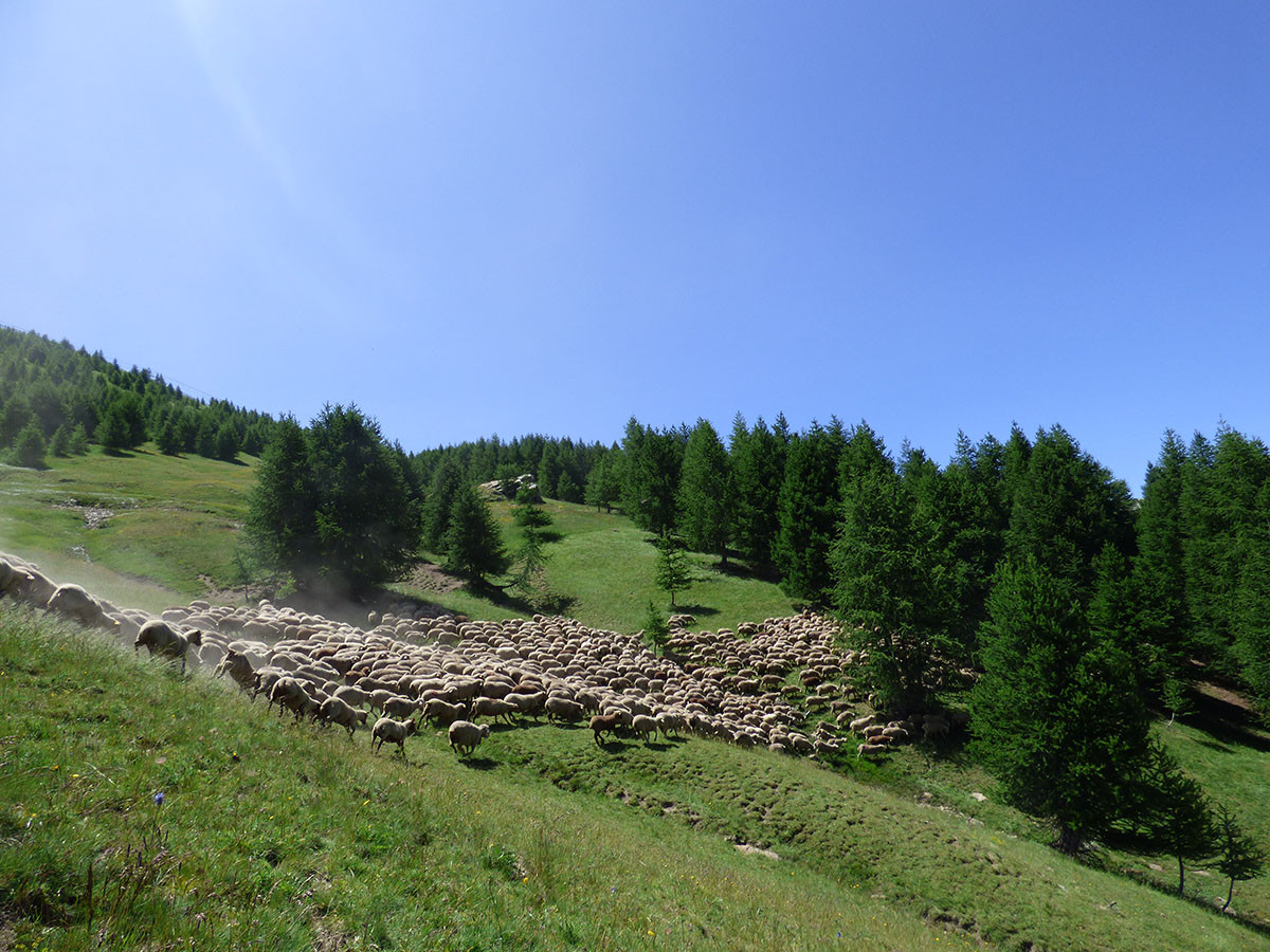 pastoralisme-troupeau