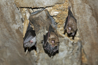 Trois petits rhinolophes