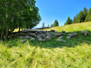 Flock of sheep grazing under the trees in a field