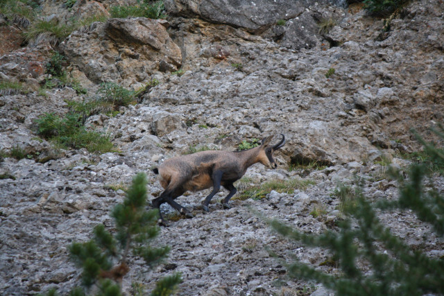 Randonnée faune sauvage Rando Terres d'Azur