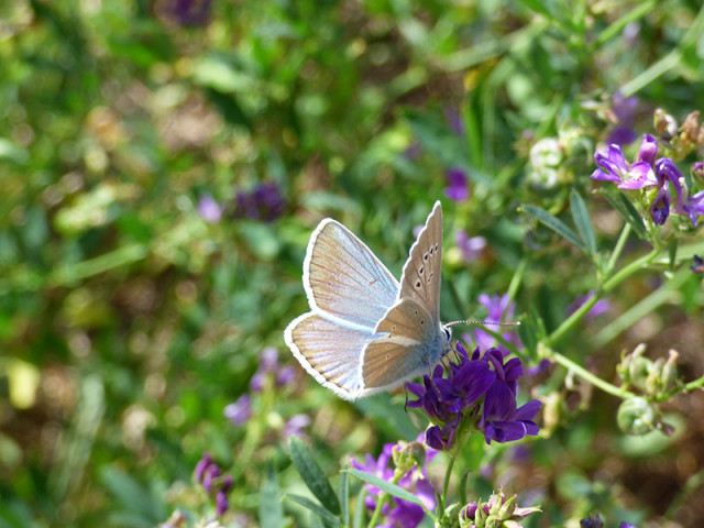 Papillon