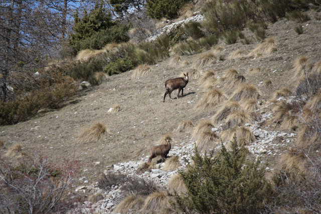 L'homme et le loup