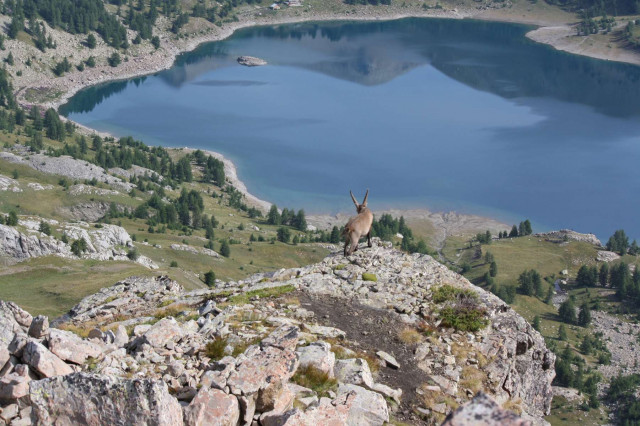 Randonnée faune sauvage Rando Terres d'Azur