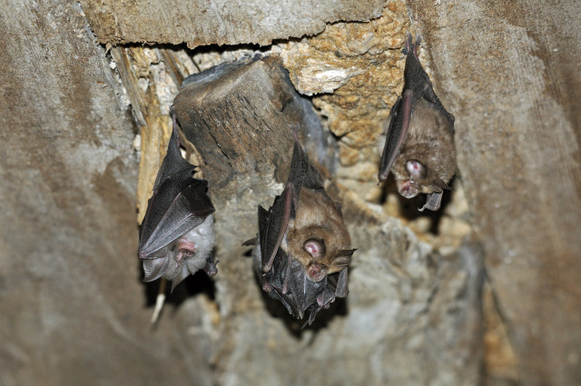 Nuit de la chauve-souris_Allos