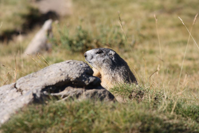 Faune - © Marc Aynié Faune