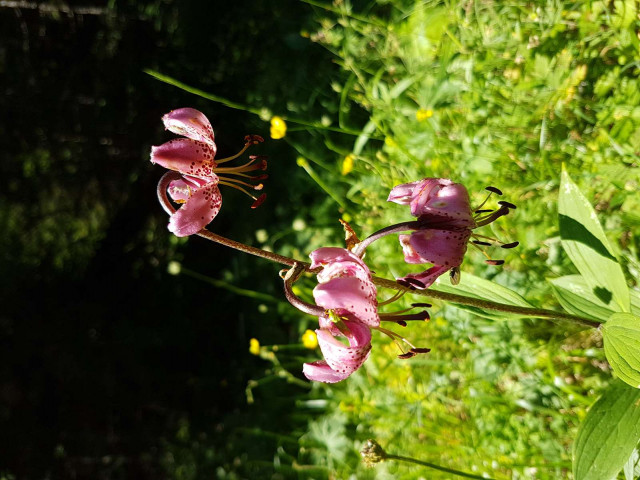 Balade sensorielle - © Marc Aynié Balade sensorielle