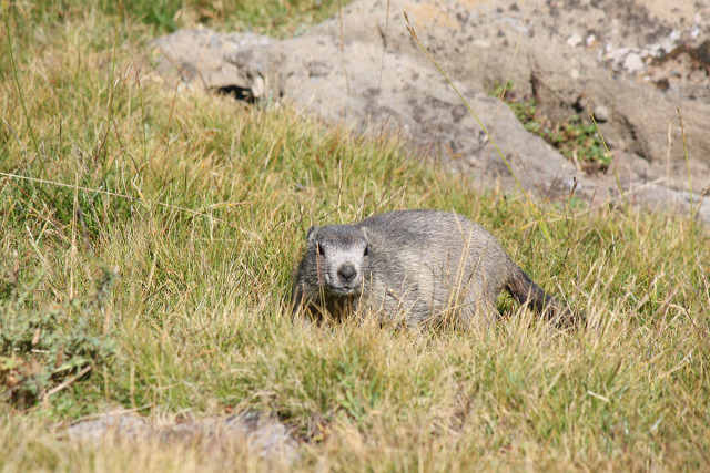 La vie des marmottes - © Marc Aynié La vie des marmottes