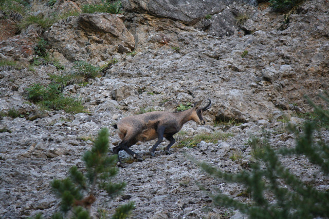 Sortiefaune sauvage du Mercantour Sortiefaune sauvage du Mercantour