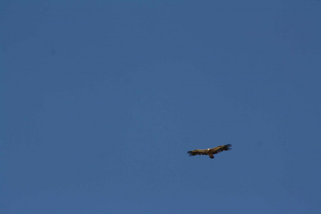 Randonnée faune sauvage Rando Terres d'Azur