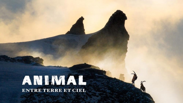 Ciné-débat : ANIMAL - Entre Terre et Ciel_La Foux d’Allos - © cinéma de l'Aiguille Ciné-débat : ANIMAL - Entre Terre et Ciel_La Foux d’Allos