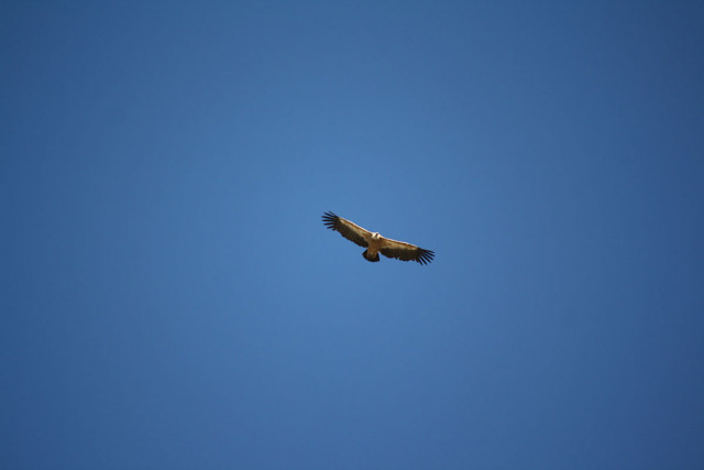 Sortiefaune sauvage du Mercantour - © Marc Aynié Sortiefaune sauvage du Mercantour