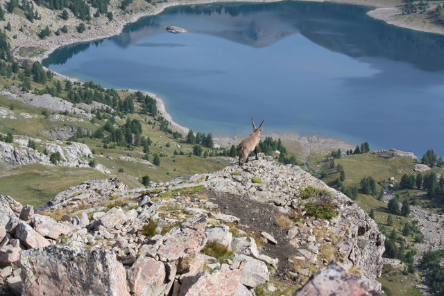 Sortiefaune sauvage du Mercantour - © Marc Aynié Sortiefaune sauvage du Mercantour