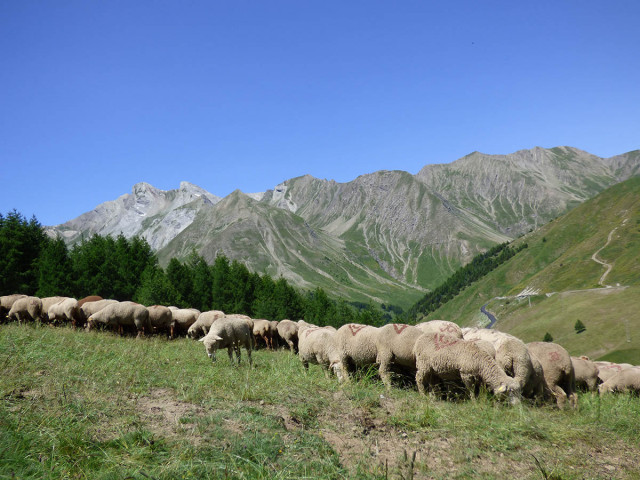 Sur les pas des bergers - © B Courbon Sur les pas des bergers