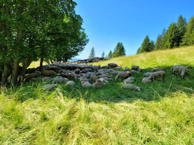Troupeau en train de chaumer sous les arbres dans un pré