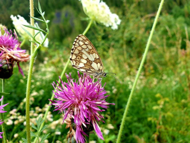 Papillon demi-deuil sur une fleur de centaurée alpestre