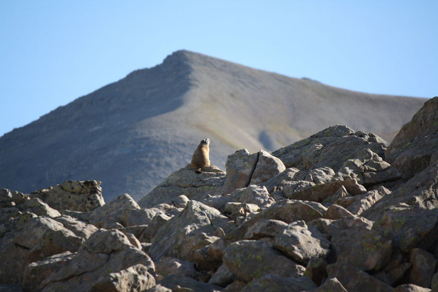 La vie des marmottes