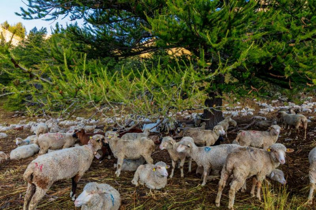 Troupeau de moutons sous un mélèze