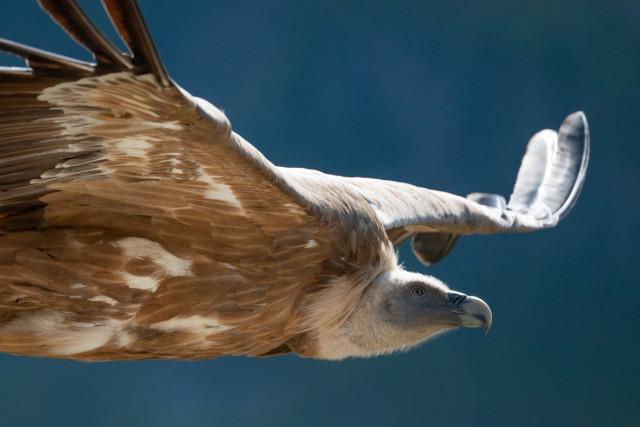 Animation rapaces diurnes et relâcher de vautour fauve_La Foux d’Allos