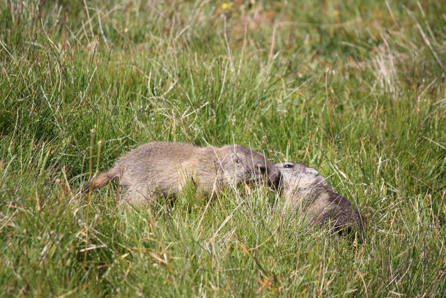 La vie des marmottes