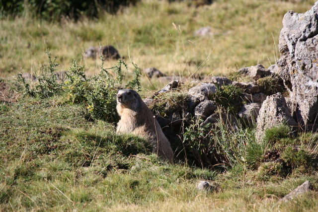 La vie des marmottes