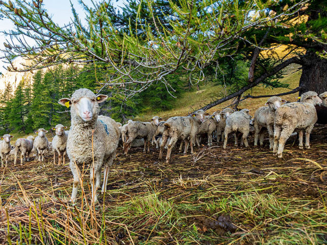 Sur les pas des bergers_Allos