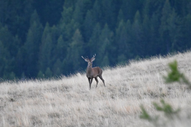 Brame du cerf_Allos