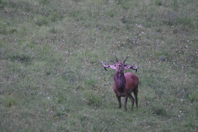 Brame du cerf_Allos - © M Aynie Brame du cerf_Allos