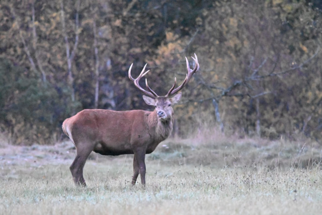 Brame du cerf_Allos - © M Aynie Brame du cerf_Allos