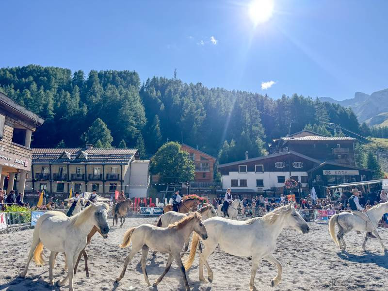 Spectacle équestre avec des chevaux gris clair
