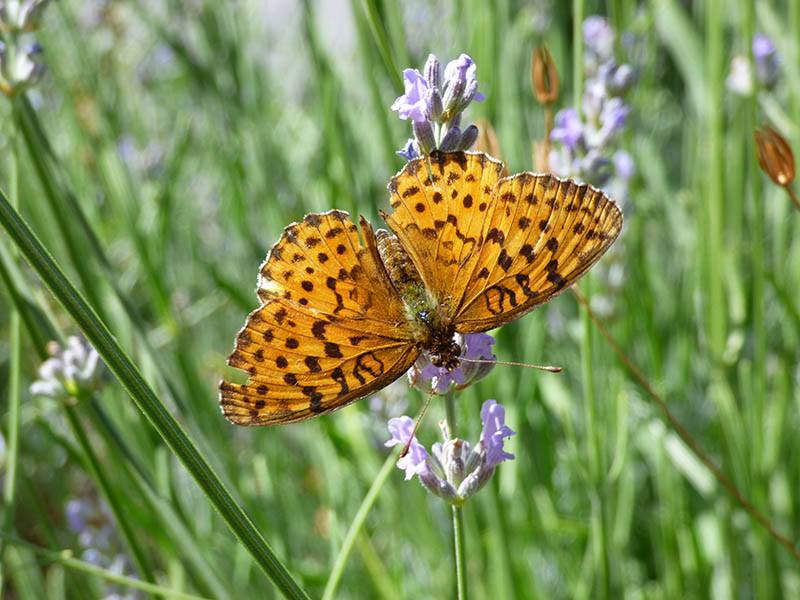 papillon