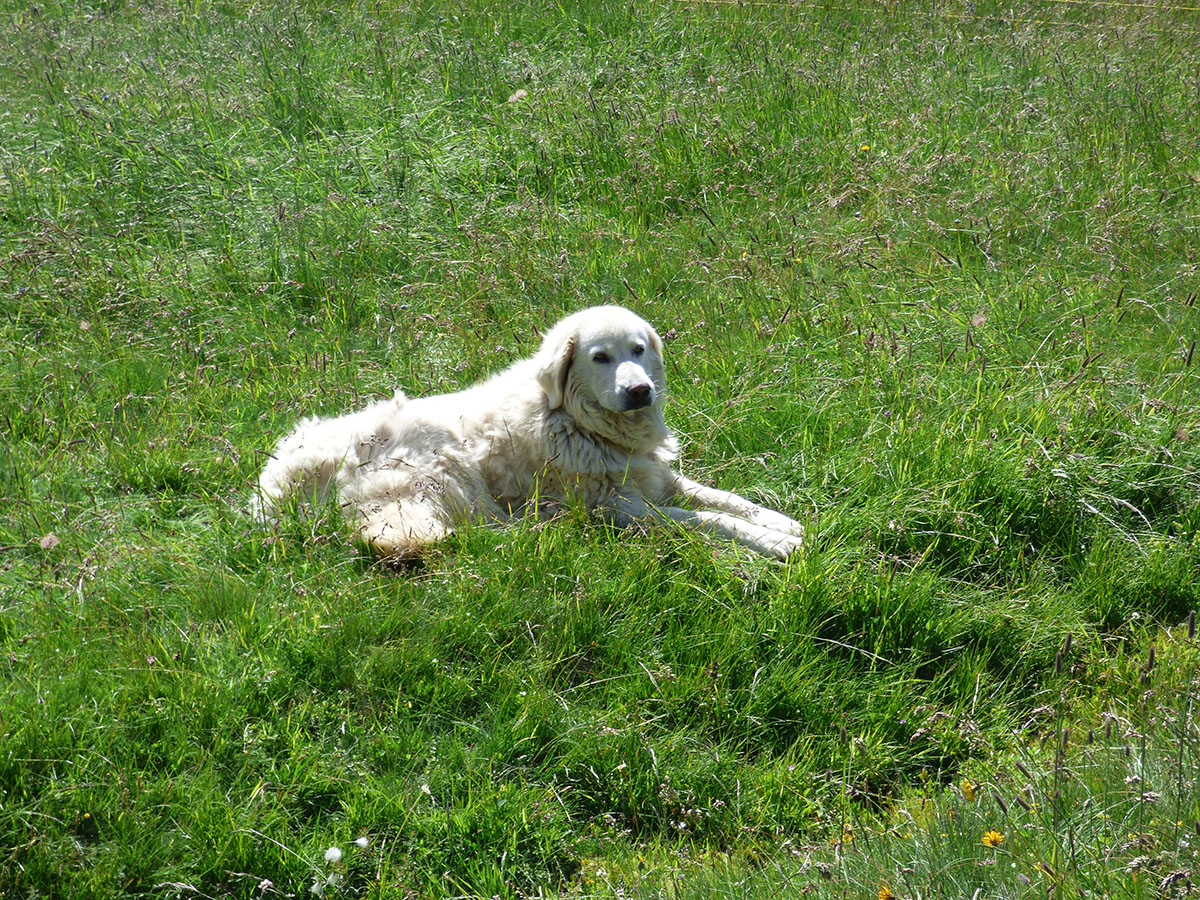 pastoralisme-patou - © B Courbon